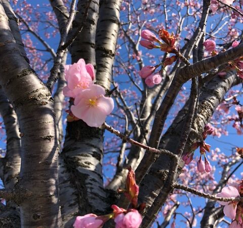 春の予感…🌸