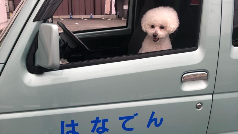 はなでんとは🐶❔